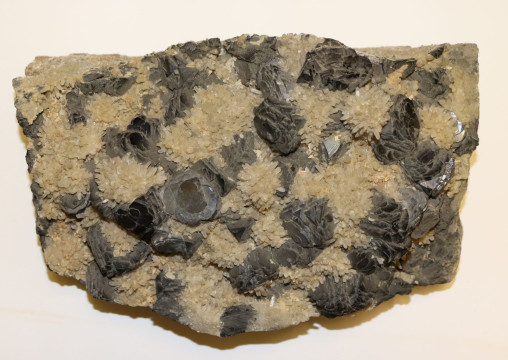 Любителей геологии приглашают на выставку «Осколки каменной летописи» в Вологодском музее-заповеднике
